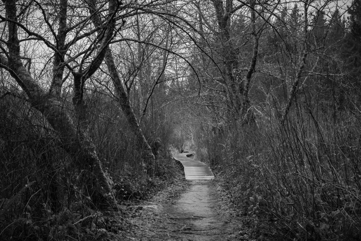 A black and white photograph of a trail and boardwalk during Winter at the Millersylvania State Park in Thurston County, Washington.