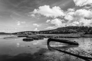 A black and white photograph of Oyster Bay on a sunny Winter day near the Kennedy Creek Natural Area Preserve in rural Thurston County, Washington.