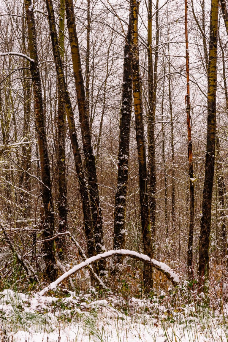 Snowy Late Autumn Afternoon at Rasar State Park, Washington, 2016