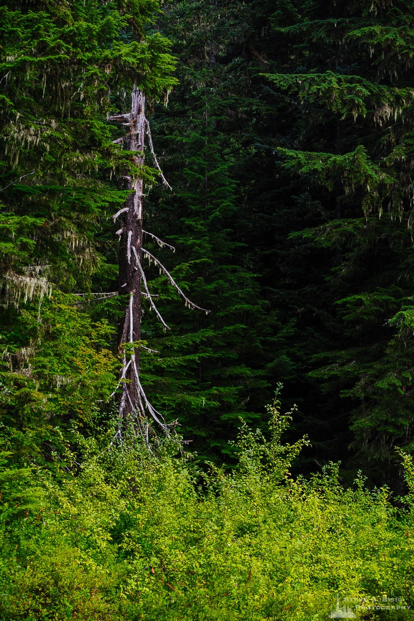 Old Snag, Gifford Pinchot National Forest, Washington, 2016