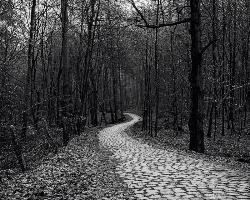 Sonian Forest Path