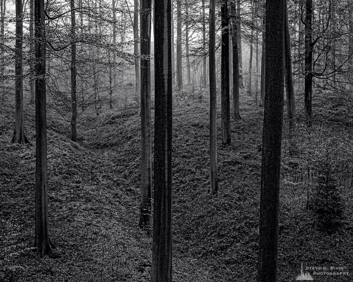 Sonian Forest Edge