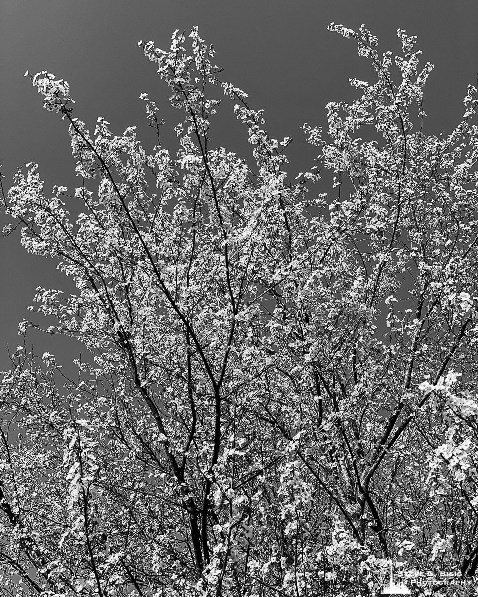 A black and white mobile photograph of a later winter flowering tree in South Bend, Washington.