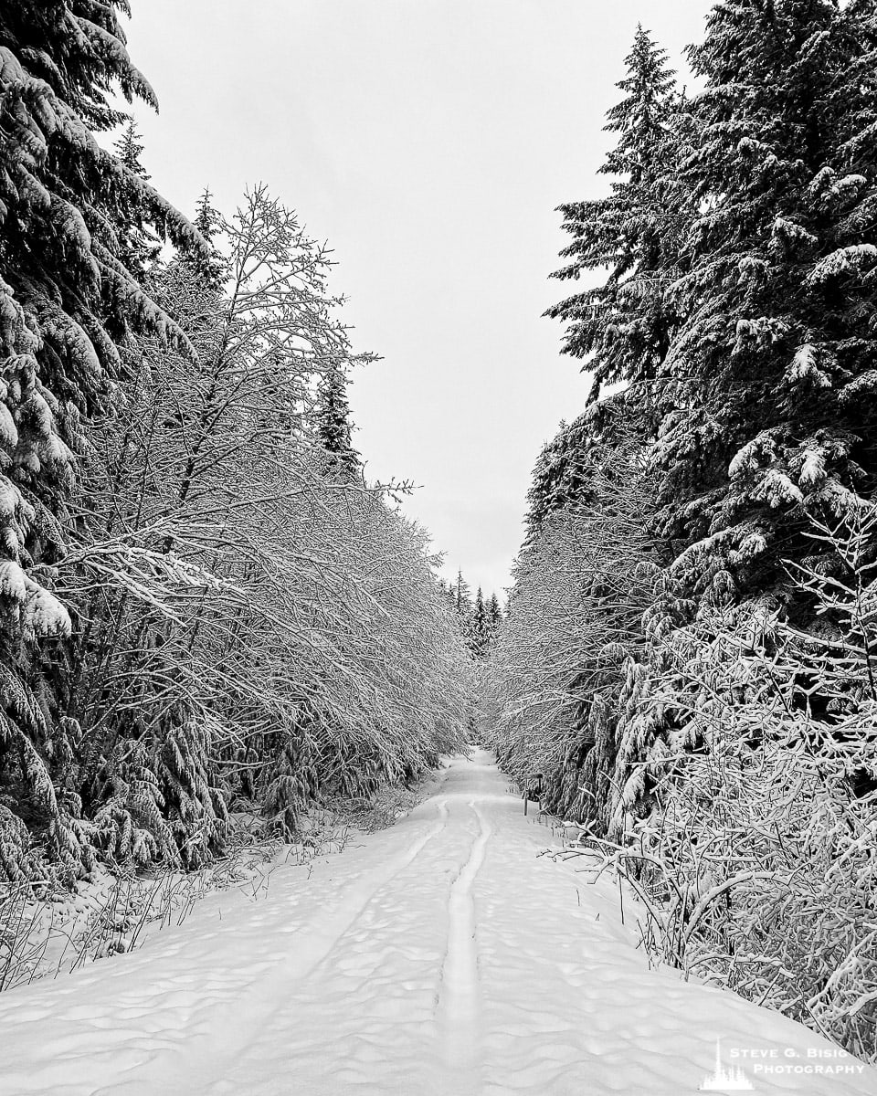 A black and white mobile photograph of a snow-covered road in the Elbe Hills State Forest, Washington.