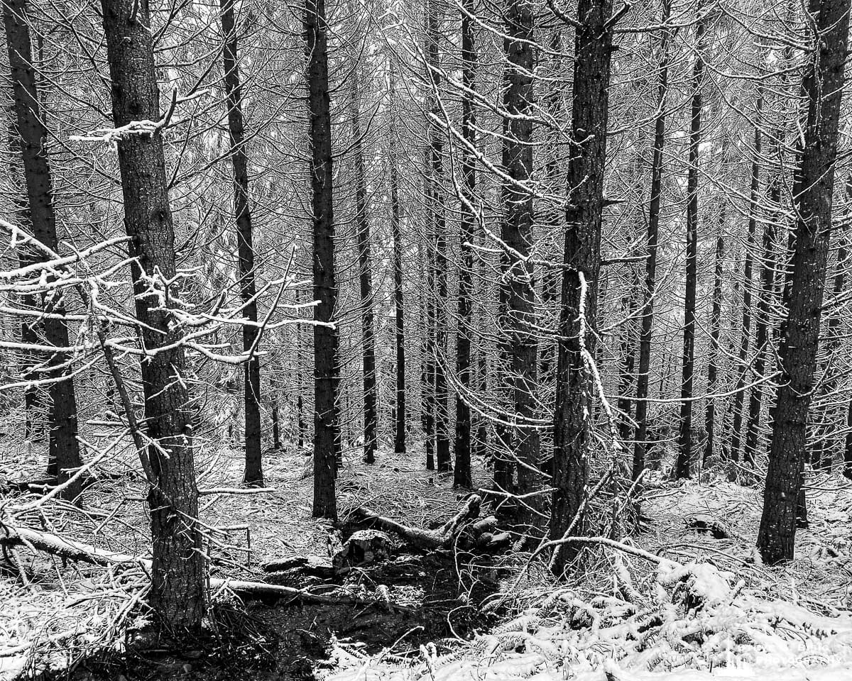 A black and white mobile photograph of the snow-covered forest in the Elbe Hills State Forest, Washington.