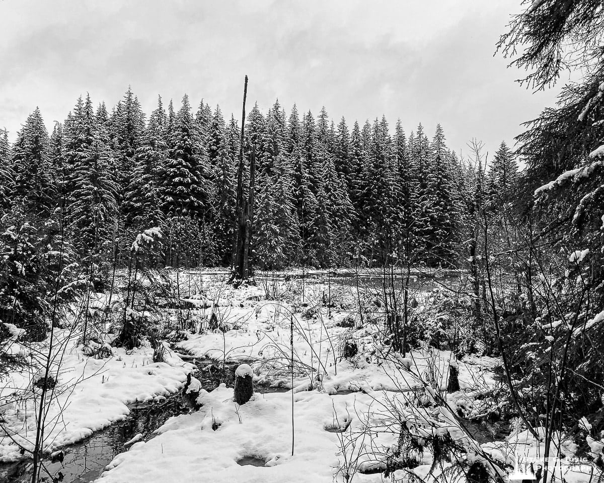 A black and white mobile photograph of the snow-covered pond and meadow in the Elbe Hills State Forest, Washington.