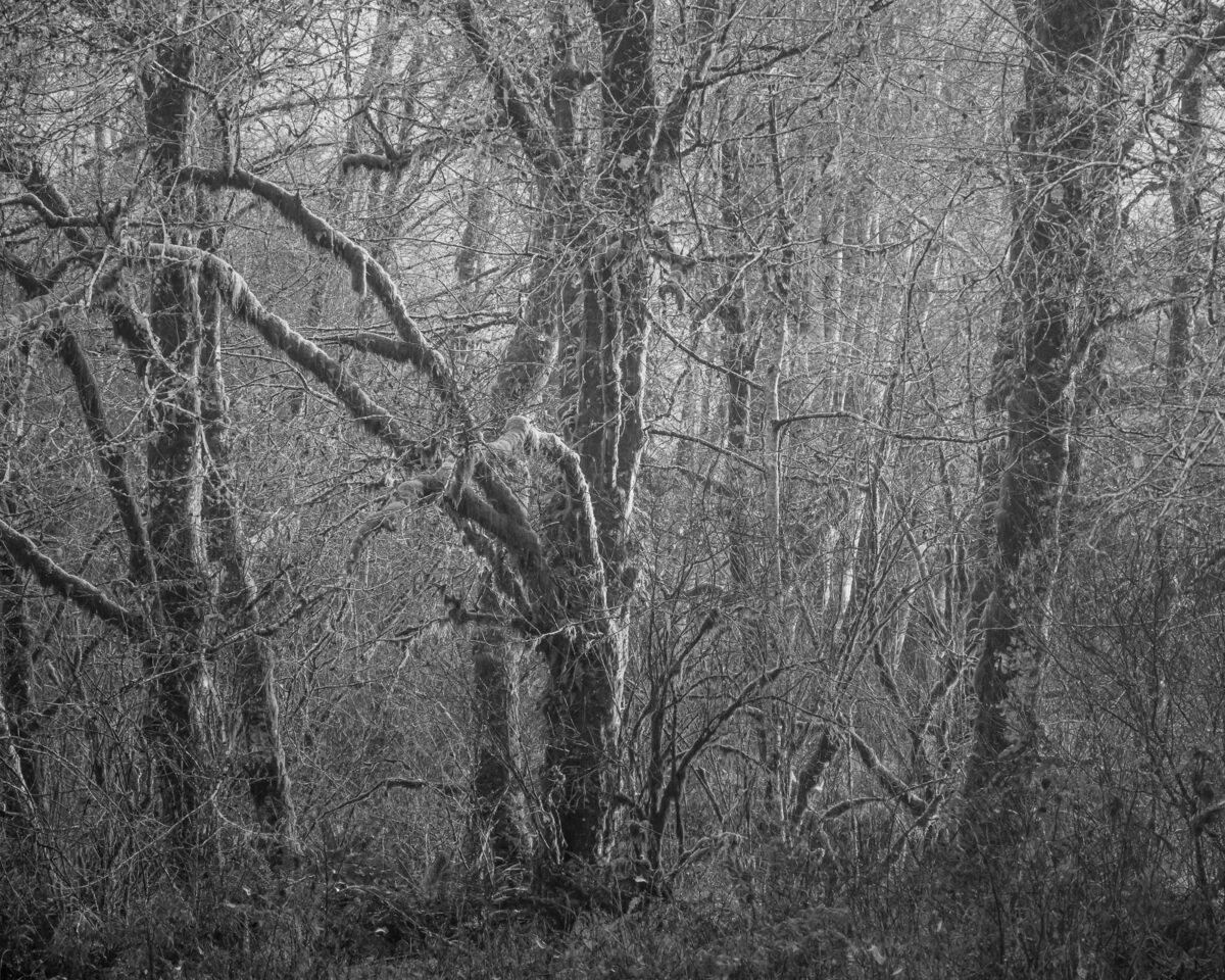 The Willapa Valley in Washington is veiled in a serene, mystical fog, marking the last day of autumn. Bare trees, their branches like the outstretched arms of dancers frozen mid-performance, are adorned with the soft embrace of mist. As nature prepares for the silent slumber of winter, this ethereal landscape captures a moment where time seems to stand still.