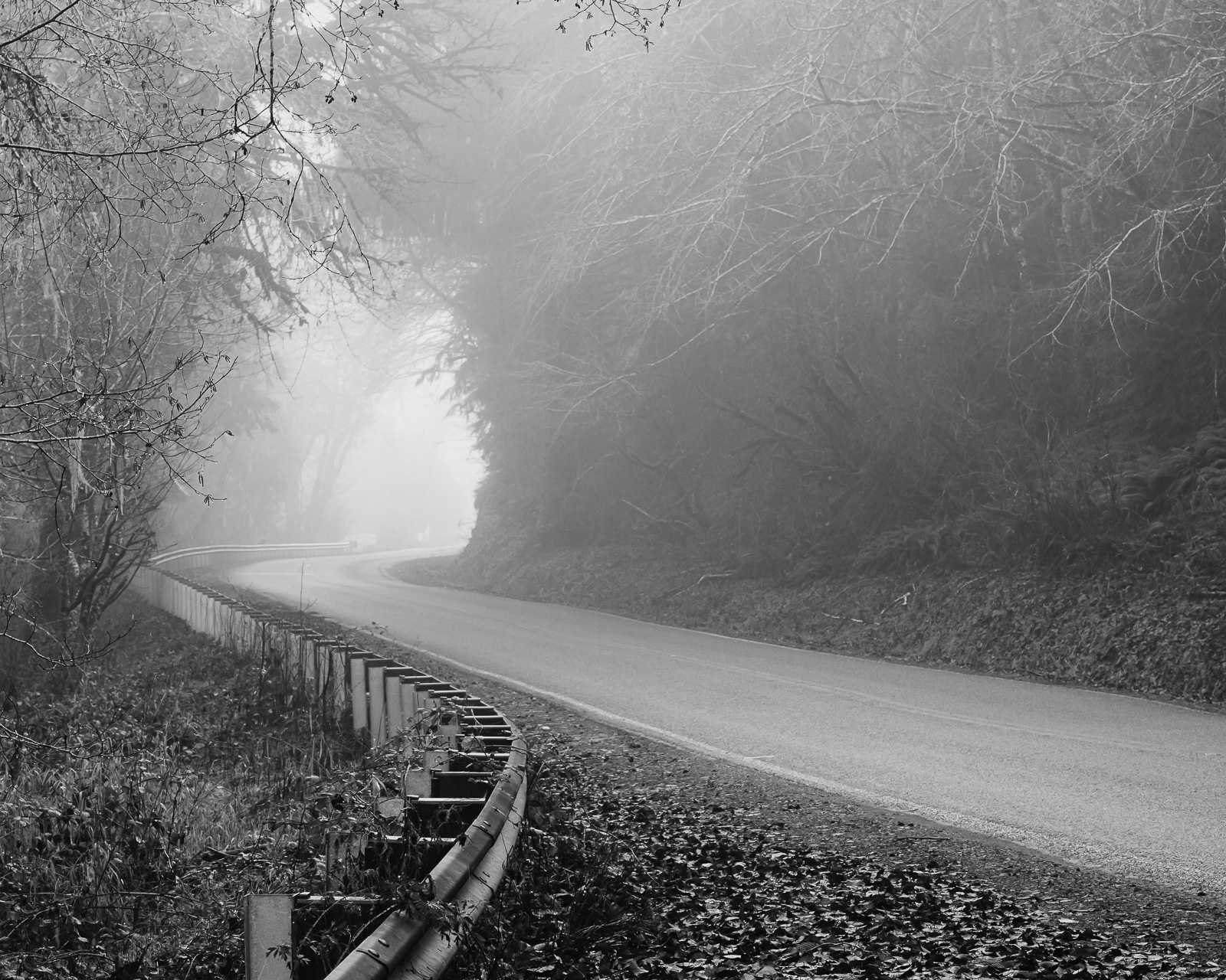 Mill Creek Road, enveloped in a gentle fog, winds gracefully through the mystical Willapa Valley in Washington. Bare trees, their leaves surrendered to autumn’s call, stand as silent witnesses to the season’s final day. A haunting yet peaceful stillness prevails, marking the transition from autumn’s vibrant dance to winter’s solemn embrace.