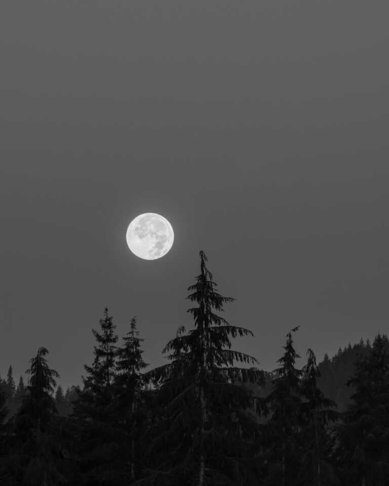 Just before dawn broke, the moon began its slow descent, drawing closer to the waiting pines. Mist softened the edges of the world, and the forest seemed to lean in, listening for the quiet stories carried on the autumn air.