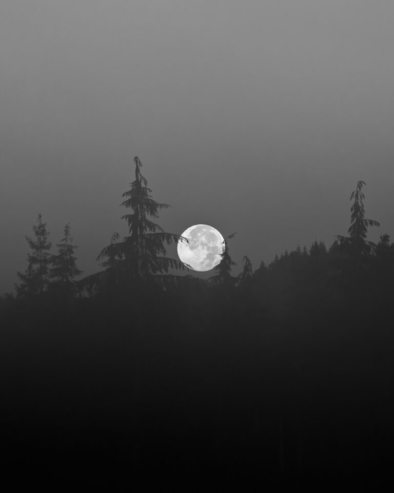 In the hush before dawn, the moon slipped behind a veil of mist and shadow. The trees, half-seen, half-remembered, marked the moon's passage with a gentle farewell. The cycle complete, the landscape returned to silence, holding the memory of light.