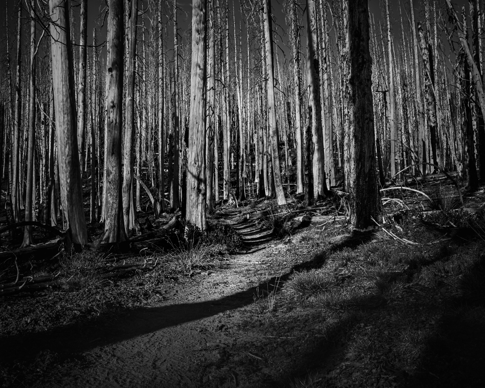 A narrow trail leads through tall standing snags and deep shadows at Corral Pass, Washington. The path draws the eye inward, creating a sense of movement into the quiet forest.