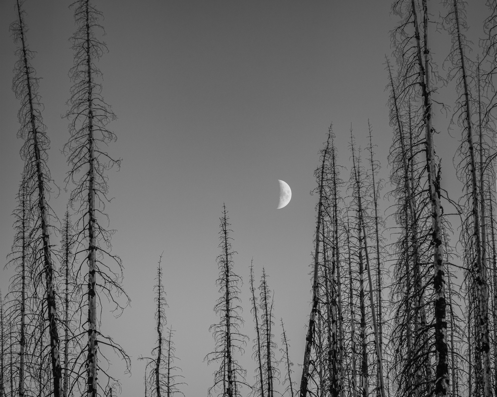 A crescent moon hangs between slender standing snags in the evening sky at Corral Pass, Washington. The open sky and delicate tree forms create a quiet, contemplative mood.
