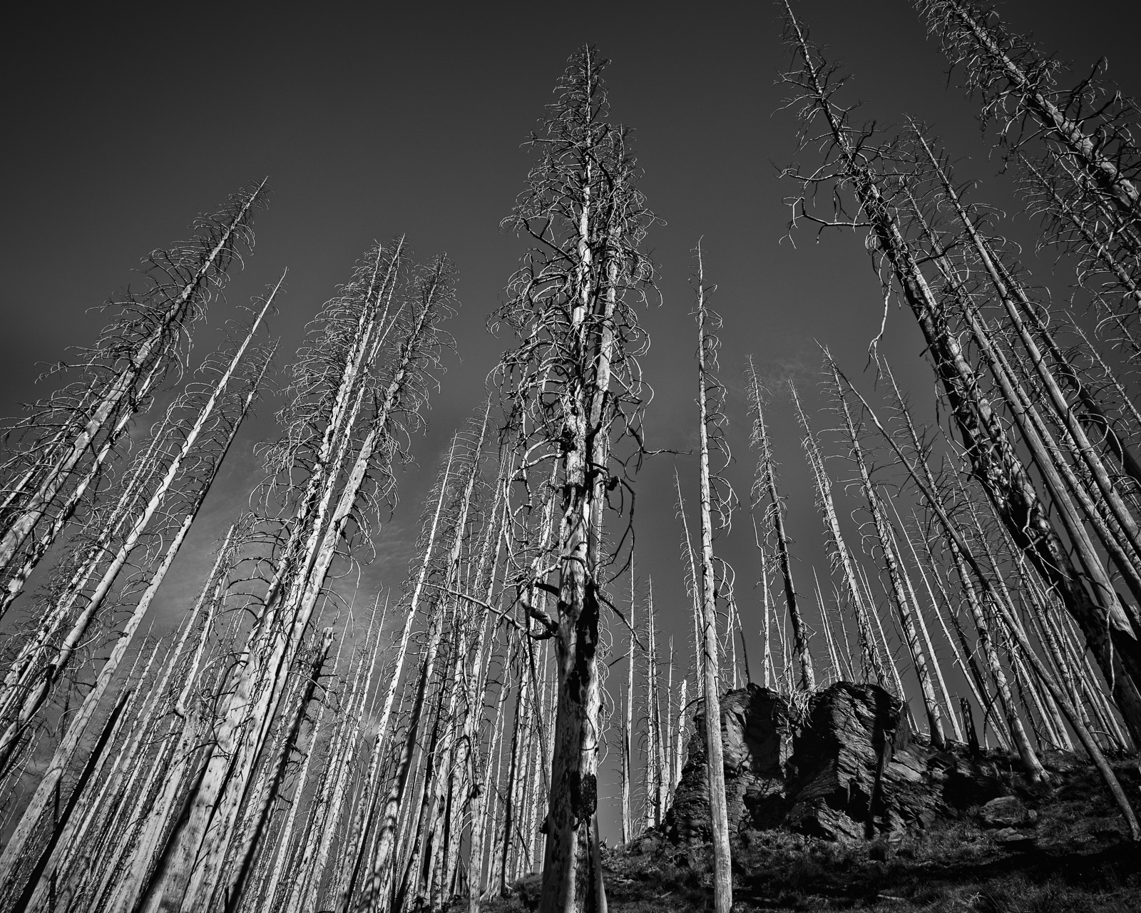Tall weathered snags rise toward the open sky at Corral Pass, Washington. Their converging trunks create a strong sense of vertical movement and sculptural form.