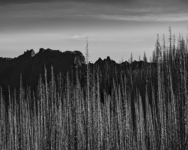 Dense standing snags rise beneath a jagged mountain ridge at Corral Pass, Washington. In black and white, the repeated vertical trunks become a quiet pattern against the darker mass of the mountains.