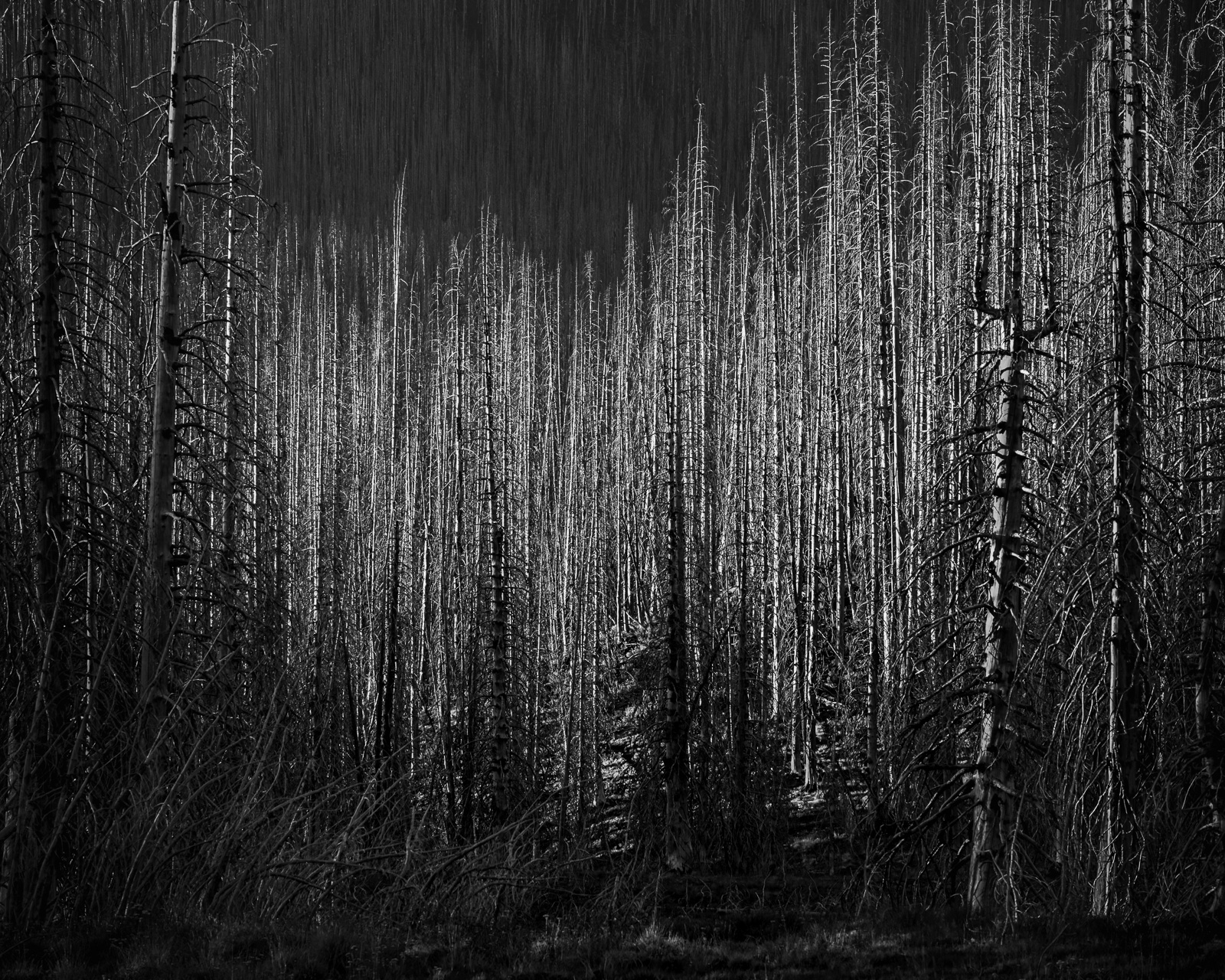 Dense standing snags emerge from shadow in the forest at Corral Pass, Washington. Repetition and light turn the trees into a layered pattern of vertical lines and quiet rhythm.