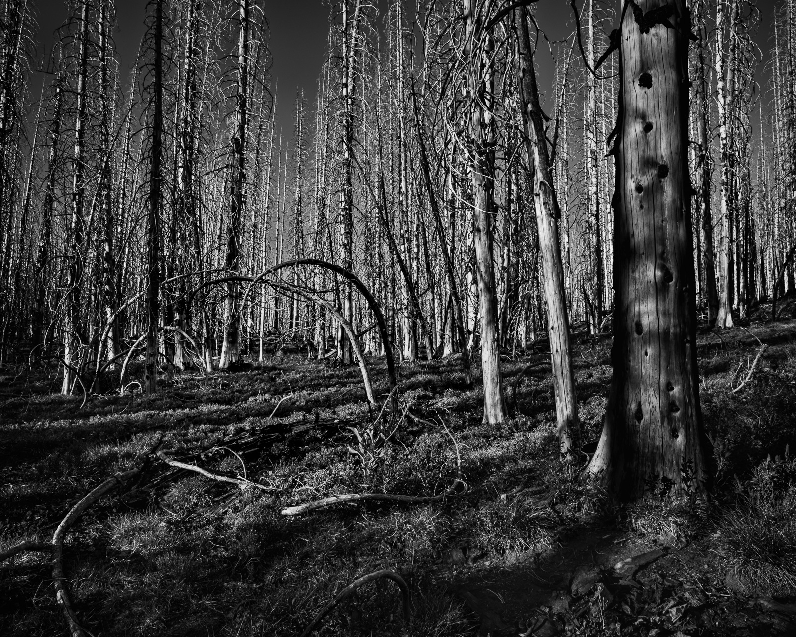 A pale tree trunk and curved fallen limb frame a dense interior of standing snags at Corral Pass, Washington. The layered forms and deep shadows create a feeling of enclosure within the forest.
