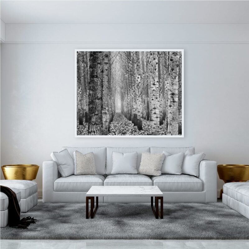 Pictured // Poplar Tree Plantation